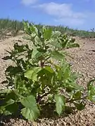 Atriplex suberecta