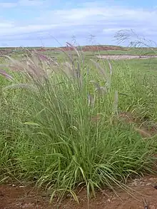 Yerba(Pennisetum setaceum)