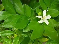 Flowers and leaves