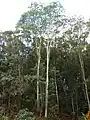 Trees in forest