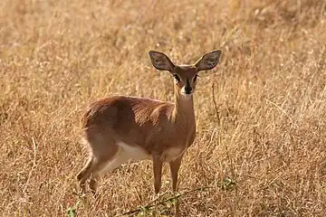 Female in South Africa