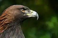 Golden eagle