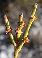 Stems, leaves, and flowers