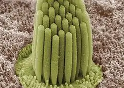 Stereocilia of frog inner ear