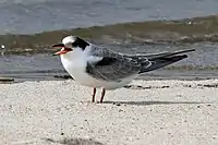 This autumn juvenile in Massachusetts has a white forehead, having lost the ginger colouration characteristic of younger birds.