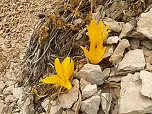 Sternbergia Clusiana in Zagros, Iran