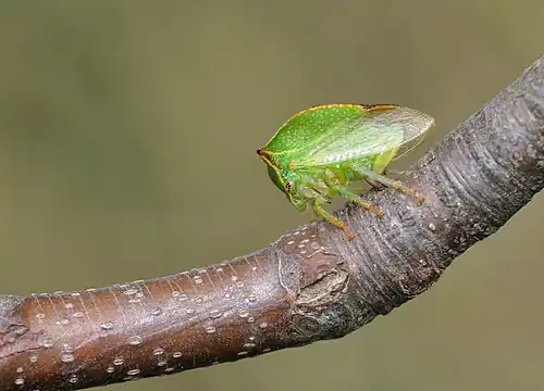 Image 18Buffalo treehopperCredit: QuartlThe buffalo treehopper, Stictocephala bisonia (formerly Ceresa bisonia), is a species of treehopper native to North America. They use their piercing mouthparts to feed on the sap of plants including black locust, clover, elm, goldenrod and willow.More selected pictures