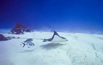 white sand seabed in Mexico