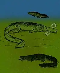 Comparison of Stomatosuchus (center) with Retodus (top) Laganosuchus (bottom)