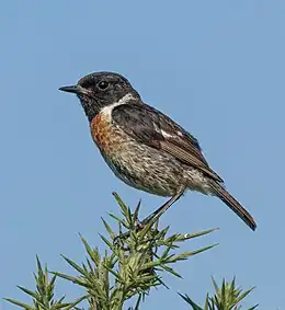 Stonechat (Saxicola rubicola) male, Beaulieu, Hampshire.jpg