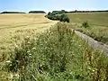 Stopsley Common