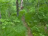 The Stratton Bald Trail (#54) approaching Stratton's summit