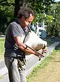 Street piper from Sofia, Bulgaria.