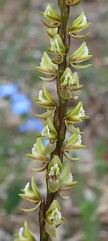 Prasophyllum elatum at the Strettle Road Reserve Glen Forrest in Western Australia