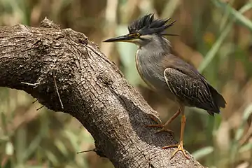 Striated herons are regular visitors to the sanctuary