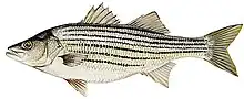 Striped Bass