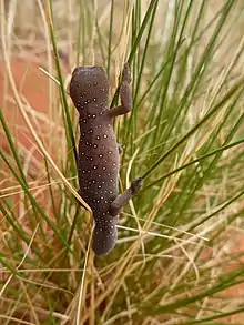 Strophurus elderi jewelled gecko on Angas Downs