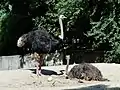 Ostriches