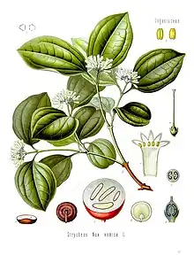 Strychnos nux-vomica, principal source of the convulsant alkaloid strychnine (coloured plate from  Köhler's Medicinal Plants)