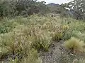 Habitat near Raspberry Lookout in the Gibraltar Range