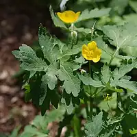 Stylophorum diphyllum, the celandine poppy, contains berberine