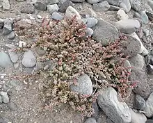 Suaeda vermiculata (Amaranthaceae)