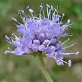 Devil's bit scabious