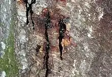 Canker on an infected oak