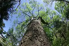 Southern hackberry (Celtis laevigata)