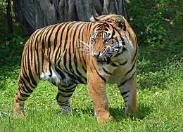 Sumatran tiger (Panthera tigris sondaica)