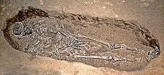 Skeleton in a burial pit, covered in ivory beads