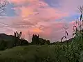 Cactus Cardon Guajiro and Corn at Sunset after a summer thunderstorm in Tamazula, Durango