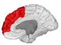 Medial surface of right cerebral hemisphere.