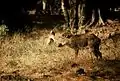 Indian wild boar