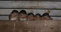 Parents (left) and three chicks