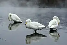 Whooper swans resting at Sunayu Onsen at Lake Kussharo, Japan