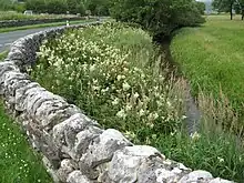 Meadowsweet along B6160, toward Kilnsey