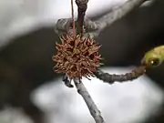 Closeup on a sweetgum seed pod