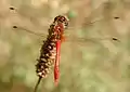 Sympetrum sanguineum