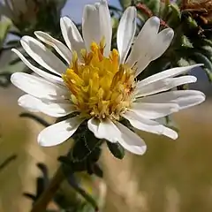 S. falcatum: Photo of flower head of Symphyotrichum falcatum taken 2 September 2008 in Bozeman, Montana, US.