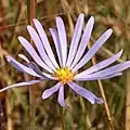 Flower head from top