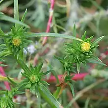 S. ciliatum: Photo of inflorescence of Symphyotrichum ciliatum taken 5 September 2015 in the Farmington Bay area, Utah, US.