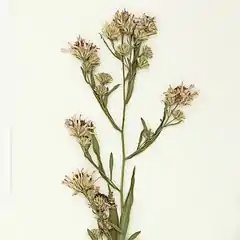 S. eulae: Inflorescence close-up from a Symphyotrichum eulae specimen collected 5 November 1981 at Brazos County, Texas, US.