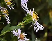 Involucre showing phyllaries and bracts