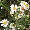 S. pilosum: Symphyotrichum pilosum var. pilosum photographed 29 September 2020, Indiana, US