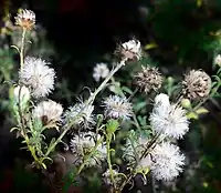 plant has gone to seed; each flower head is covered in feathery-looking seeds