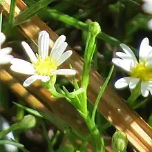 S. potosinum: Details from a Symphyotrichum potosinum photo with white ray florets, yellow center, somewhat firm but grass-like leaves