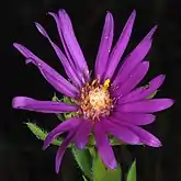 Flower head top view