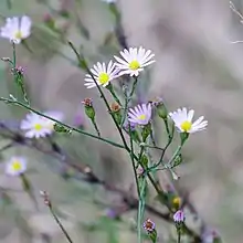 S. divaricatum: Photograph of Symphyotrichum divaricatum taken 10 November 2018 in Bell County, Texas.