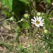 Part of an inflorescence showing involucres, phyllaries, ray florets, and disk florets